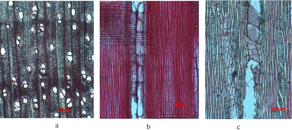 Gambar 4. Struktur mikroskopis kayu Crataeva membranifolia Figure 4. Microscopic structures ofpada (a) penampang melintang (b) radial dan (c) tangensial  Crataeva membranifolia  in (a) transversal (b) radial and (c) tangential section