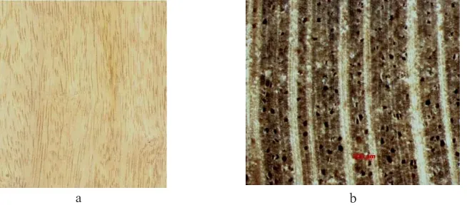 Gambar 7.  Penampang memanjang (a) dan melintang (b) (makroskopis) kayu  Ascarina sp.  