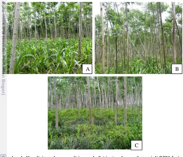 Gambar 1  Kondisi tegakan penelitian pada 3 (tiga) pola agroforestri di RPH Jati-        rejo: (A) Pola agroforestri 1; (B) Pola agroforestri 2; (C) Pola agrofo-        restri 3 