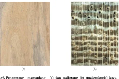 Gambar 9. Penampang  memanjang  (a) dan melintang (b) (makroskopis) kayu  Ficus Figure 9