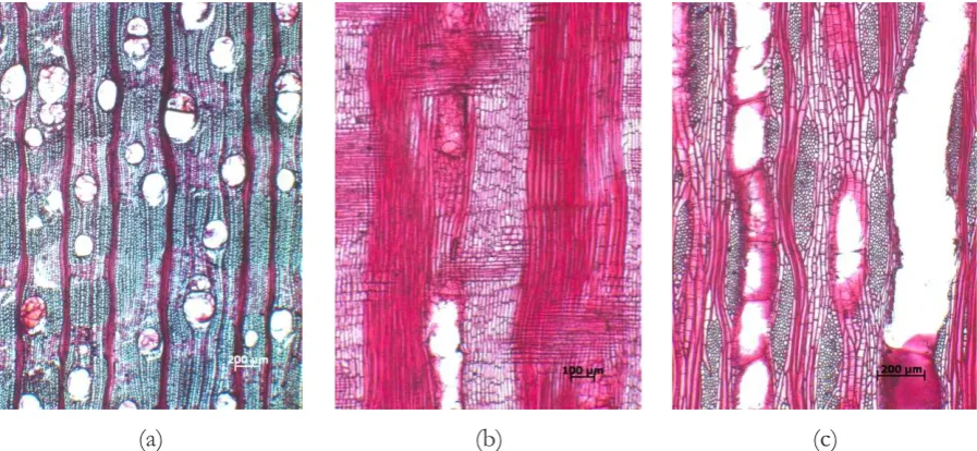 Gambar 10. Struktur mikroskopis kayu Ficus ampelas Figure  pada (a) penampang melintang (b) radial dan (c) tangensialection)10