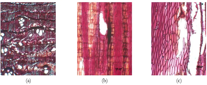 Gambar 2. Struktur mikroskopis kayu Pisonia umbelliferaFigure 2. Microscopic structures of  pada (a) penampang melintang (b) radial dan (c) tangensialPisonia umbellifera in (a) transversal (b) radial and (c) tangential section