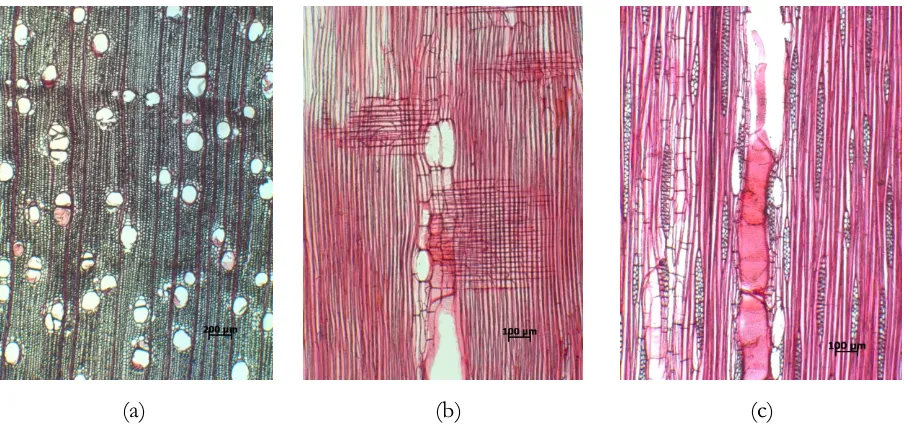Gambar 3. Penampang memanjang (a) dan melintang (b) makroskopis kayu Litsea Figure 3. Longitudinal (a) and transversal (b) section of  monopetala, 10xLitsea monopetala in macroscopic feature, x10 