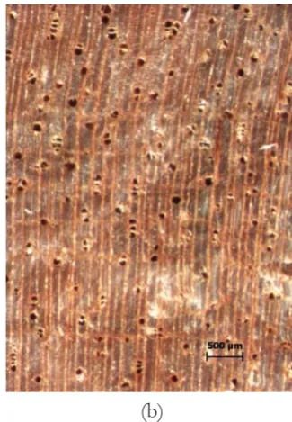 Gambar kayu dan struktur anatomi Buchanania 
