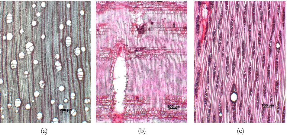 Gambar 6. Struktur mikroskopis kayu Buchanania arborescens Figure 6. Microscopic structures of  pada (a) penampang melintang (b) radial dan (c) tangensial)Buchanania arborescens in (a) transversal (b) radial and (c) tangential section