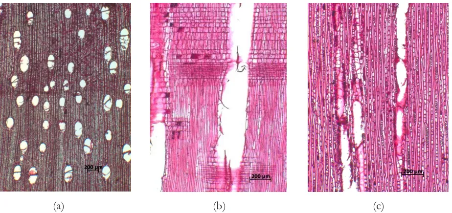Gambar 8. Struktur mikroskopis kayu Crypteronia paniculata Figure pada (a) penampang melintang (b) radial dan (c) tangensial8