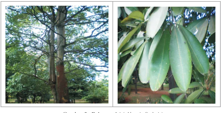 Gambar 2.Gambar 2.  Pohon pulai (Alstonia Scolaris )
