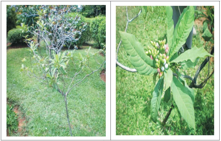 Gambar 3.  Pohon pulai pandak (Rauvolvia serpentina (L.)Figure 3.  Pulai pandak  tree (Rauvolvia serpentina (L.)