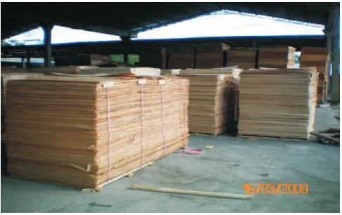 Gambar 6.  Industri pengolahan kayu sengon