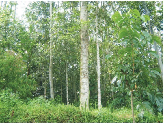 Tabel 2.  Produksi kayu sengon di kabupaten Wonosobo dan Table 2.  Temanggung sengon wood in Wonosobo and Temanggung District