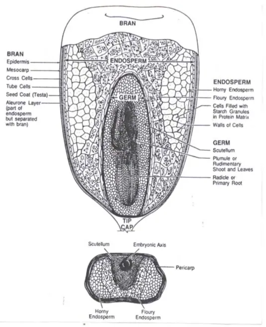 Gambar 1. Struktur biji jagung (Johnson, 1991).