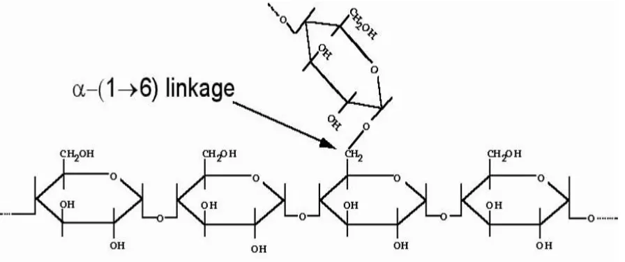 Gambar 4. Struktur amilopektin (Cheng, 2006) 