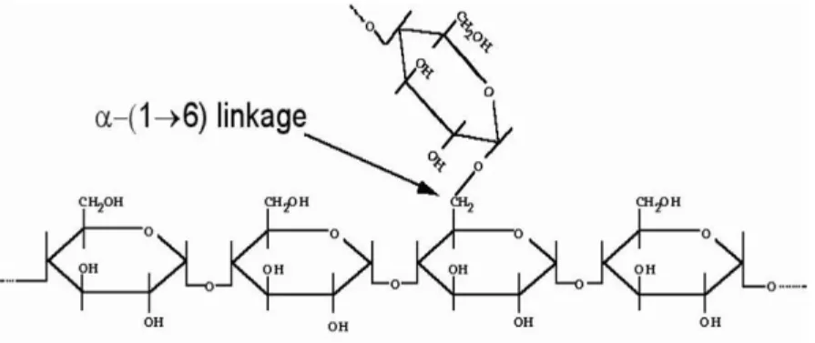 Gambar 4. Struktur amilopektin (Cheng, 2006) 