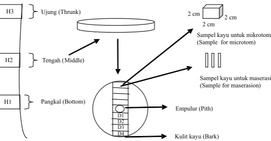 Gambar ( Figure) 1. Bagan Pengambilan Contoh Uji (Schematic pattern for wood sample collection)