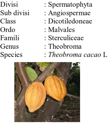 Gambar 1. Tanaman Kakao 