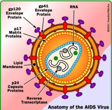 Gambar 2.1. Struktur HIV Sumber: Castillo, 2005