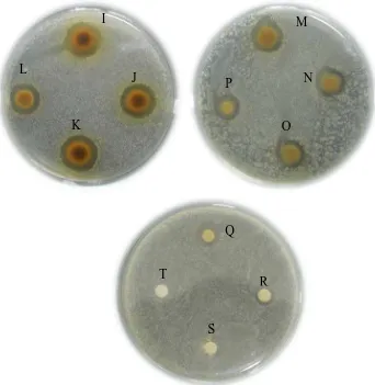 Gambar hasil uji aktivitas antibakteri terhadap  Staphylococcus epidermidis 