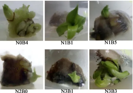Figure 1.  Shoot  proliferation  and  growth  on  in  vitro  culture  of  basal  slip  slices  explants  of  pineapple cv