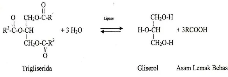 Gambar 4.6. Hidrolisis trigliserida oleh enzim lipase 