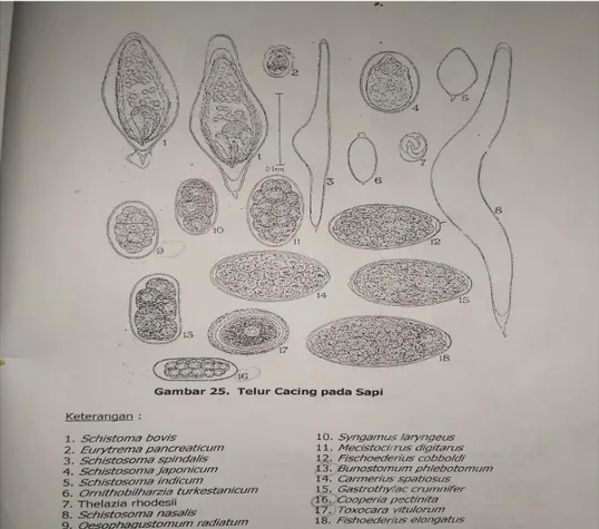 Gambar 1. Telur cacing pada sapi  Pemeriksaan bakteri dan virus  