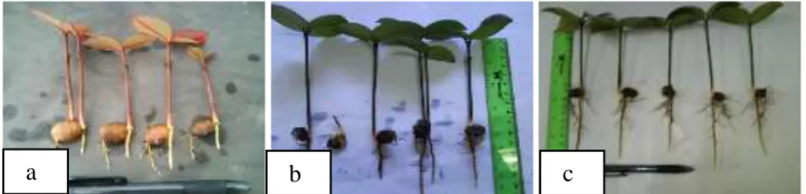 Gambar 1. Tampilan perakaran seedling manggis: (a) umur 30 HST, (b) umur 6 MST, dan (c) umur 8  MST  