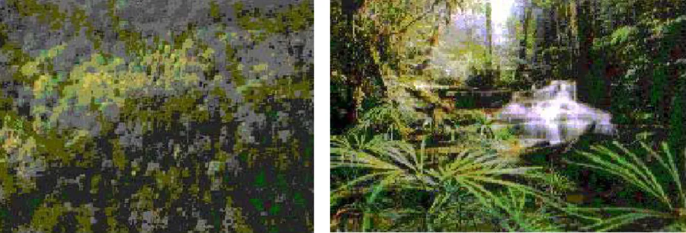 Gambar 1. Hutan Kalimantan yang belum terganggu: struktur penutupan tajuk hutan  dipterokarpa (kiri) dan          