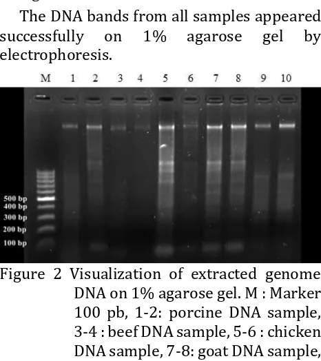 Figure 2 Visualization of extracted genome  DNA on 1% agarose gel. M : Marker 100 pb, 1-2: porcine DNA sample, 3-4 : beef DNA sample, 5-6 : chicken DNA sample, 7-8: goat DNA sample, 9-fish DNA sample