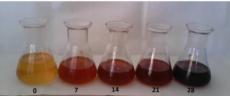 Gambar 1.  Perubahan warna sirup buah jambu mete pada suhu 50C selama 28 hari  