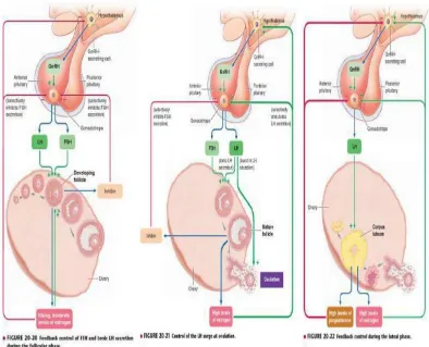 Gambar 2.2. Kontrol fungsi ovarium, ovulasi, dan korpus luteum 