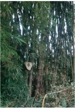 Gambar 2.3. Bambu Petung 