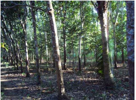 Gambar 1. Hutan rakyat monokultur tanaman H. braziliensis di Desa Jaharun 