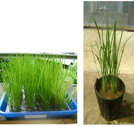 Gambar  1.    Sekumpulan  bibit  padi  uji  pada  baki  plastik  (kiri)  dan  dua  rumpun   tanaman padi uji pada ember (kanan)