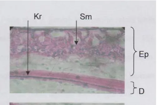 Gambar 1. Distribusi dan penyebaran kromatofor  jaringan kulit juvenil ikan koi pada  