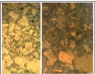 Gambar 8. Lava G. Sela di bawah mikroskop. 
