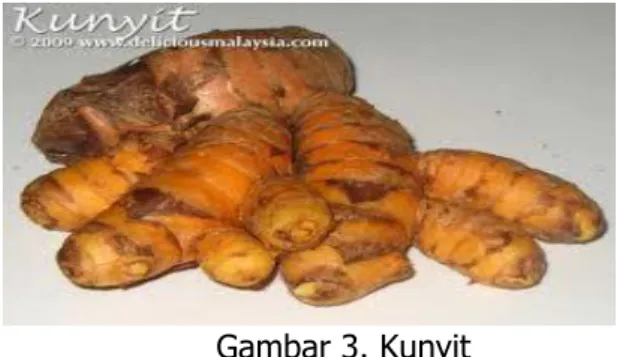 Gambar 3. Kunyit 