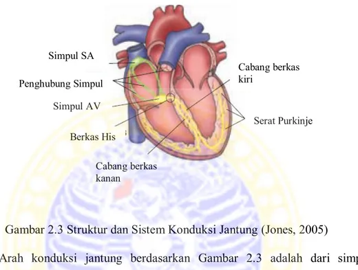 Gambar 2.3 Struktur dan Sistem Konduksi Jantung (Jones, 2005) 