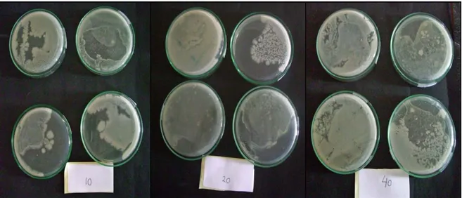Gambar 4. Pertumbuhan Bakteri masing-masing pada Konsentrasi 10 ppm, 20 ppm, dan 40 ppm 