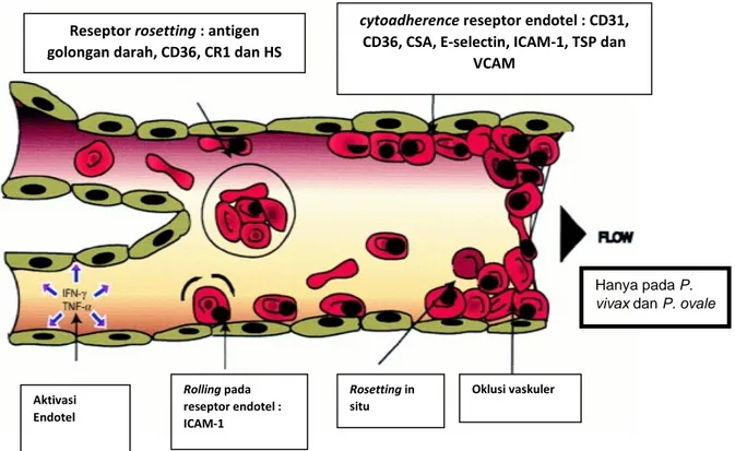 Gambar 1. Patofisiologi cytoadherence 