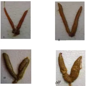 Gambar 6. Perkembangan struktur morfologis gonad ikan nila jantan di Rawa Biru