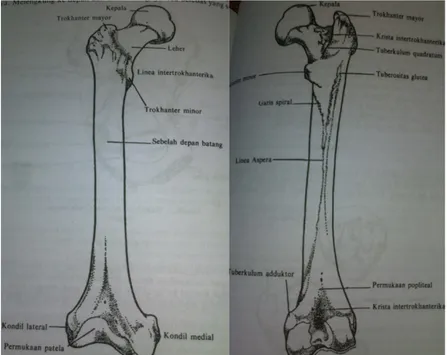 Gambar 2.1.  Tulang Femur 