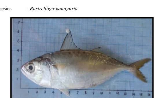Gambar 2. Ikan Kembung Lelaki (Rastrelliger kanagurta) (Dokumentasi pribadi).  Menurut Zen (2006), ikan kembung hidup berkelompok dalam jumlah yang  besar  pada  perairan  pantai  dengan  kedalaman  antara  10  –  50  meter