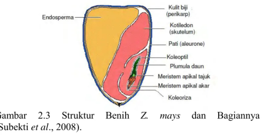 Gambar  2.3  Struktur  Benih  Z.  mays  dan  Bagiannya            (Subekti et al., 2008)
