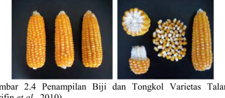Gambar  2.4  Penampilan  Biji  dan  Tongkol  Varietas  Talango  (Arifin et al., 2010)