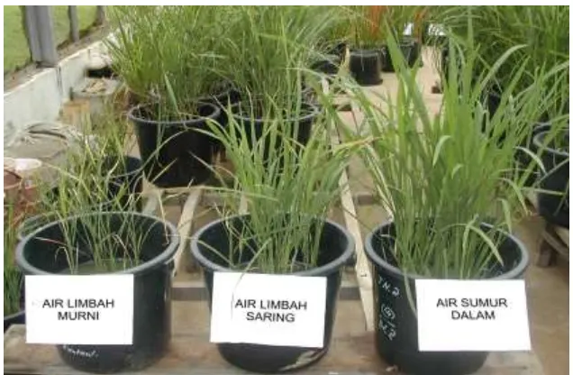 Gambar 2. Pertumbuhan tanaman padi dengan tiga jenis air yang berbeda 