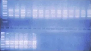 Gambar 4. Profil Pita DNA Menggunakan Primer OPO-13 