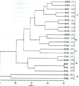 Gambar 9. Dendogram Hasil Rekonstruksi Analisis Pengelompokan UPGMA Populasi Hasil  Persilangan BO5462D X BO5436D Berdasarkan Indeks Kesamaan Nei dan Li (1979) Melalui Analisis RAPD 
