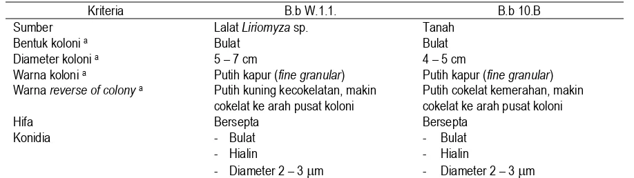 Tabel 1. Pengamatan Morfologis 2 Isolat B. bassiana 