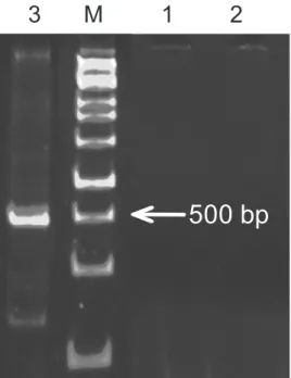 Gambar 2. Hasil  analisis  RT-PCR  dari  sampel  tebu  tanaman  induk  dengan  menggunakan  primer  spesifik  SCSMV:  PS881 - -Sby (1),  PSJK922-Bgr  (2),  PS862-Crb  (3),  marka DNA  (M)