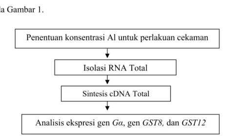 Gambar 1. Tahapan yang dilakukan dalam analisis ekspresi gen Gα dan GST   (1) Penentuan Konsentrasi Al untuk perlakuan cekaman 