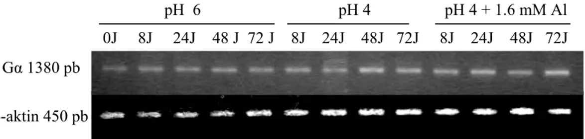 Gambar 5. Ekspresi gen Gα dan β-aktin pada pH 6, pH 4, dan pH 4+1.6 mM Al.                  Pada kultivar Slamet perlakuan pH 4 dan pH 4+1.6 mM Al  memperlihatkan ekspresi tertinggi pada jam ke-8, kemudian setelah jam ke-8  ekspresinya cenderung menurun (T